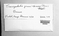 Tranzschelia pruni-spinosae image
